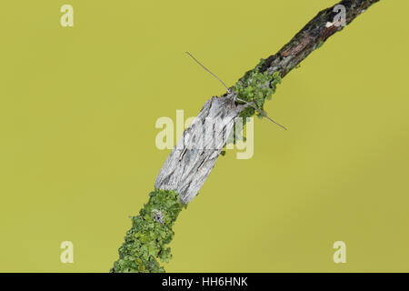 Blairs Schulter-Knoten (Reliefzeichnung Leautieri): eine graue Herbst-fliegende Motte thront auf einem Flechten bedeckten Zweig mit sauberer Hintergrund Stockfoto