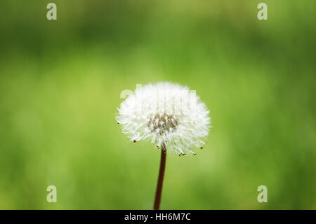 Makro, close-up, Makro-Aufnahme, Nahaufnahme Blick, ledig, Leben, existieren, Stockfoto