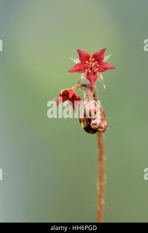 Drosera Adelae Blumenstiel Stockfoto