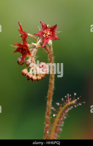 Drosera Adelae Blumenstiel Stockfoto