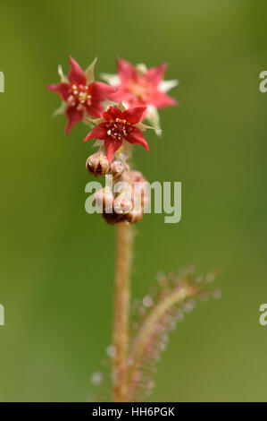 Drosera Adelae Blumenstiel Stockfoto