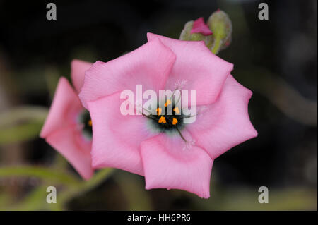 Drosera cistiflora Stockfoto