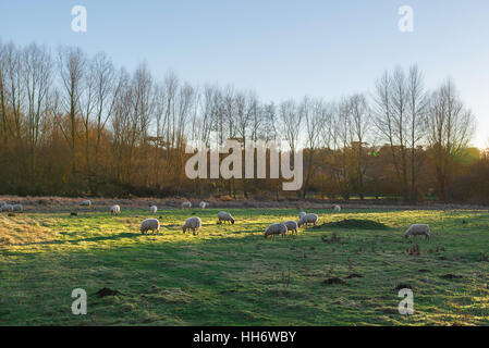 Sheep Field, Blick auf Schafe, die auf einem Feld in den Water Meadows am Stadtrand von Bury St Edmunds, Suffolk, Großbritannien weiden. Stockfoto