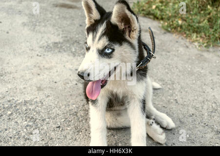 Husky Welpen mit Zunge heraus, sitzt auf der Straße Stockfoto