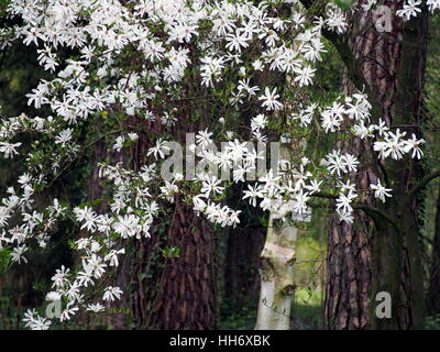 Magnolia Stellata (Stern-Magnolie) in voller Blüte Stockfoto