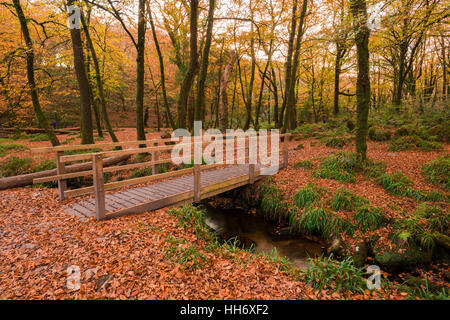 Herbst im nationalen Naturreservat Draynes Holz auf Bodmin Moor, Cornwall, England. Stockfoto