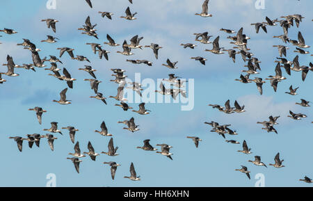 Eurasische White fronted Goose fliegen. Stockfoto