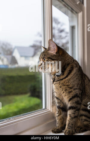 Tabby bengal Kätzchen Katze schaut aus dem Fenster, Stockfoto