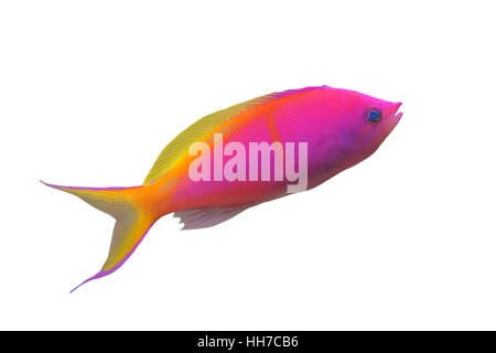 Nemanthias Carberryi, Threadfin Anthias vor weißem Hintergrund Stockfoto