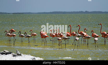 Flamingos in Yucatan Mexiko Stockfoto