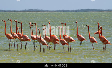 Flamingos in Yucatan Mexiko Stockfoto