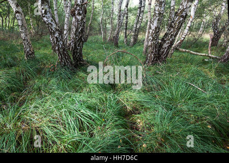 Moor-Birken, downy Birken (Betula Pubescens), Birkenbruch Wald, Naturpark Steinhuder Meer, Niedersachsen, Deutschland Stockfoto