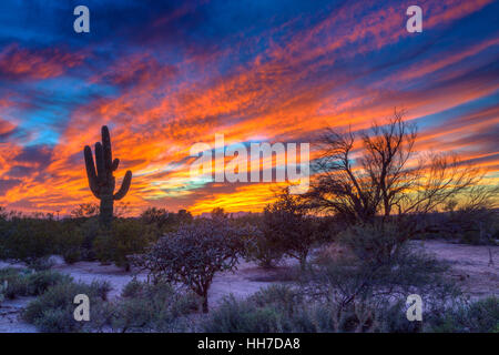 Wüstenlandschaft mit Saguaro Kaktus (Saguaro) bei Sonnenuntergang, Saguaro National Park, Arizona, USA Stockfoto