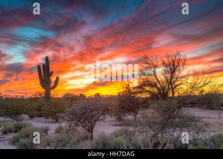 Wüstenlandschaft mit Saguaro Kaktus (Saguaro) bei Sonnenuntergang, Saguaro National Park, Arizona, USA Stockfoto