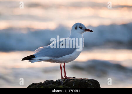 Lachmöwe (Chroicocephalus Ridibundus) stehen auf Felsen, Usedom, Ostsee, Mecklenburg-Western Pomerania, Deutschland Stockfoto