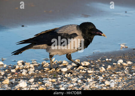 Mit Kapuze Krähe (Corvus Corone Cornix) Essen Muscheln am Strand, Usedom, Ostsee, Mecklenburg-Western Pomerania, Deutschland Stockfoto