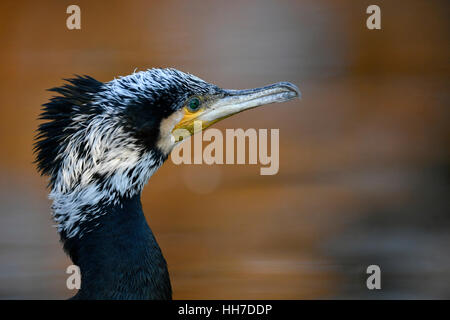 Kormoran (Phalacrocorax Carbo) im Winterkleid, Porträt, Baden-Württemberg, Deutschland Stockfoto