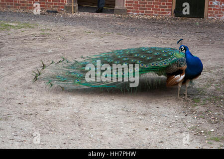 Pfau auf einem Bauernhof Stockfoto
