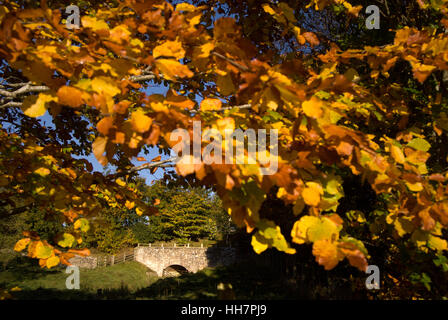 Herbst Beech Hedge und Stein Brücke, in der Nähe von Bardon Mill, Northumberland Stockfoto