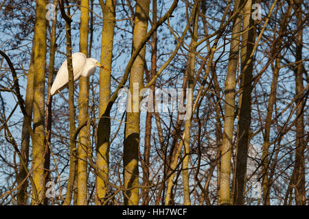 Silberreiher auf AST zwischen Bäumen in warmes Sonnenlicht Stockfoto