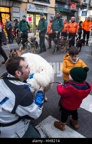 Madrid, Spanien. 17. Januar 2017. Prozession von San Anton (Schutzpatron der Tiere) durch die Straßen von Madrid in Dienstag, 17. Januar 2017. Bildnachweis: Gtres Información Más lokalen auf line,S.L./Alamy Live News Stockfoto