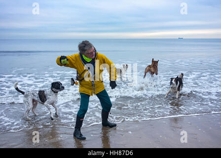 Reife weibliche Hund Walker mit großen Gruppe der Hunde werfen Kugel in das Meer. Großbritannien Stockfoto