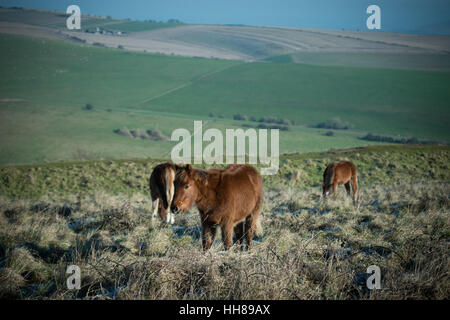 Ponys an einem kalten Tag an Cissbury Ring in der South Downs National Park, West Sussex, England. Stockfoto