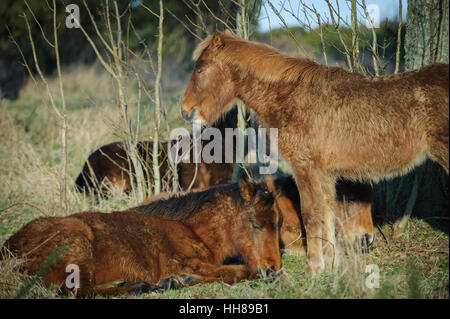 Ponys wärmen sich in der Sonne an einem kalten Tag an Cissbury Ring in der South Downs National Park, West Sussex, England. Stockfoto