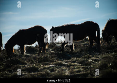 Ponys sind gegen die Wintersonne an einem kalten Tag an Cissbury Ring in der South Downs National Park, West Sussex, England. Stockfoto