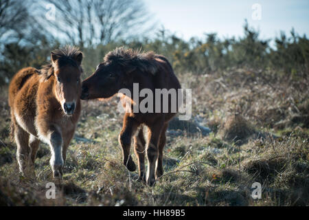 Ein Pony beißt den Hals eines anderen Pony an einem kalten Tag an Cissbury Ring in der South Downs National Park, West Sussex, England. Stockfoto