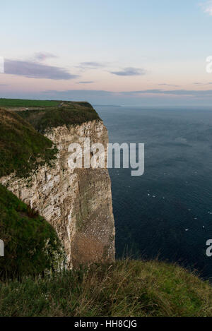 Schönen Morgen an Bempton Klippen an der Nordostküste Englands. Dramatisch steilen Kreidefelsen. Stockfoto