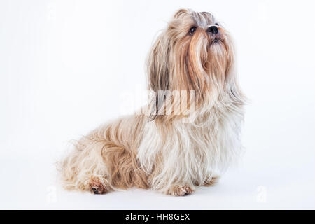 Erwachsener Shih Tzu Hund auf hellen Hintergrund Stockfoto