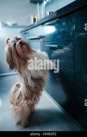 Shih Tzu Hund auf der Suche nach etwas zu Essen in der Küche in der Nacht Stockfoto