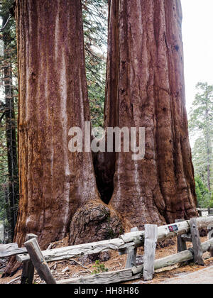 Siamesischer Zwilling riesigen Redwood-Bäume wachsen zusammen im Grant Grove in den Sequoia National Forest, Kalifornien USA. Stockfoto