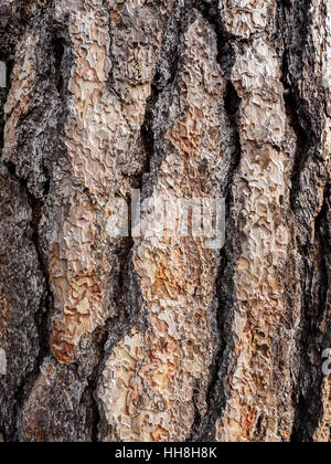 Nahaufnahme Detail der Rinde einer großen und Reifen Douglas-Tanne. Stockfoto