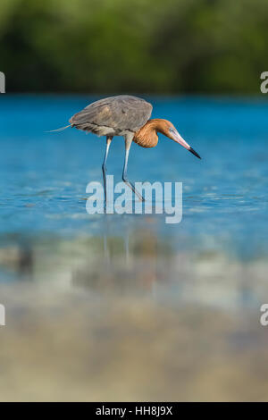 Rötlicher Reiher, Egretta saniert, Erwachsene im dunklen Morph Gefieder Futter für kleine Fische in den flachen Salzwasser-Lagune am Tigertail Beach Park auf Marco Stockfoto