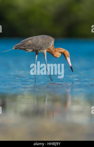 Rötlicher Reiher, Egretta saniert, Erwachsene im dunklen Morph Gefieder Futter für kleine Fische in den flachen Salzwasser-Lagune am Tigertail Beach Park auf Marco Stockfoto