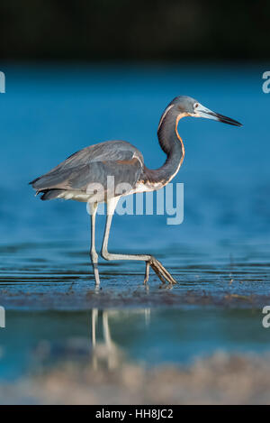 Dreifarbigen Reiher, Egretta Tricolor, Fütterung in flachen Salzwasser Tigertail Beach Park auf Marco Island, Naples, Florida, USA Stockfoto