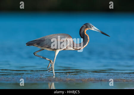 Dreifarbigen Reiher, Egretta Tricolor, Fütterung in flachen Salzwasser Tigertail Beach Park auf Marco Island, Naples, Florida, USA Stockfoto