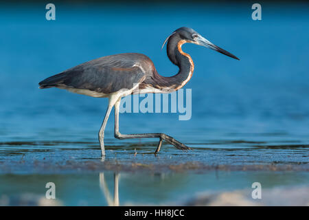 Dreifarbigen Reiher, Egretta Tricolor, Fütterung in flachen Salzwasser Tigertail Beach Park auf Marco Island, Naples, Florida, USA Stockfoto