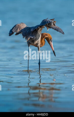 Rötlicher Reiher, Egretta saniert, Erwachsene im dunklen Morph Gefieder auf Nahrungssuche am Tigertail Beach Park auf Marco Island, Naples, Florida Stockfoto