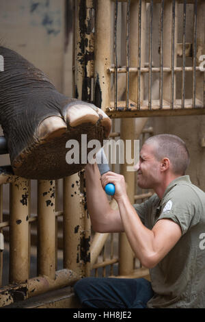 Ein Elefant mit den großen Füßen Fußvideo von einem Tierpfleger in Budapest Zoo, einer der ältesten Zoos der Welt, Budapest, Ungarn, Europa Stockfoto