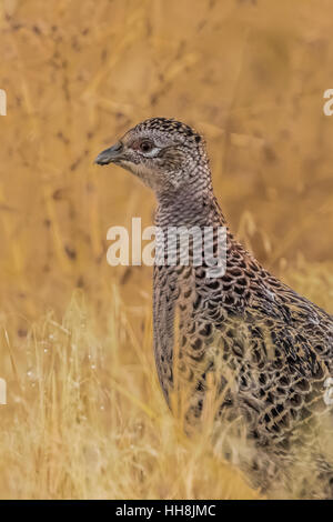 Ring – Necked Fasan, Phasianus Colchicus, weibliche auf einer Wiese im Malheur National Wildlife Refuge, Oregon, USA Stockfoto