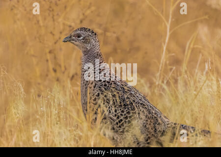 Ring – Necked Fasan, Phasianus Colchicus, weibliche auf einer Wiese im Malheur National Wildlife Refuge, Oregon, USA Stockfoto