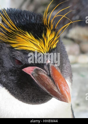 Makkaroni-Pinguin Stockfoto