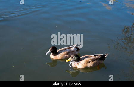 Ente mit einem Kunststoff Joch um den Hals in South Norwood County Park Lake Croydon England gefangen Stockfoto