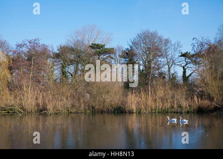 Paar weiße Schwäne in South Norwood Country Park Lake Croydon England im winter Stockfoto