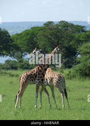 Afrika, Konfrontation, Uganda, schön, beauteously, schön, Baum, Kampf, Stockfoto