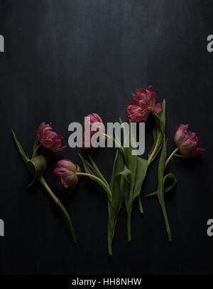 fünf rosa doppelte Tulpen auf dunklem Hintergrund Stockfoto
