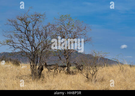 Afrika Wildlife, Live kostenlos auf Nationalparks, Safari Stockfoto